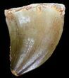 Mosasaur (Prognathodon) Tooth #32282-1